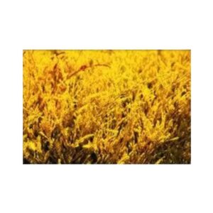 print and co amarelo napa valley usa 01