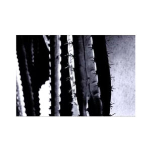 print and co cactus 01