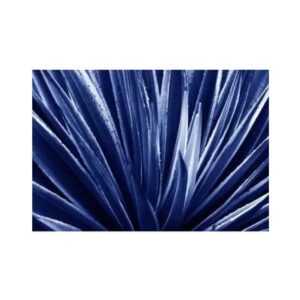 print and co floral 01