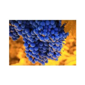 print and co napa valley usa 01